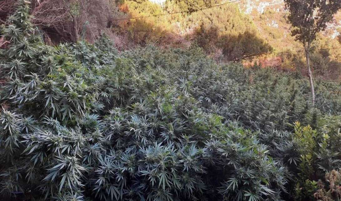 To DNA «μαρτύρησε» τον Αλβανό καλλιεργητή μεγάλης χασισοφυτείας στην Κρητη 