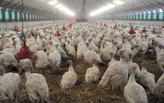 Πορτογαλία: Μια εστία της γρίπης των πτηνών εντοπίστηκε σε πτηνοτροφείο